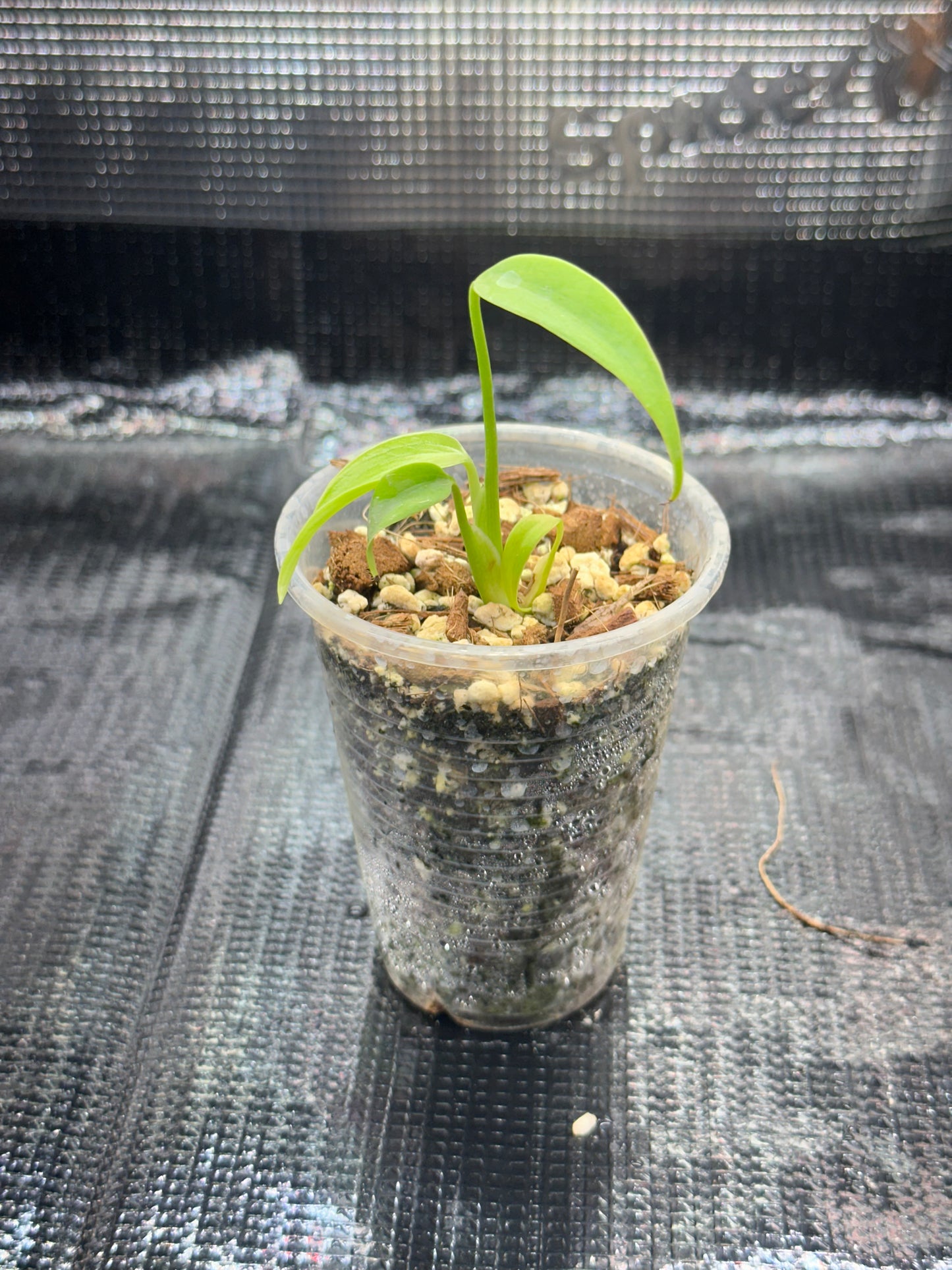 Monstera Burl Marx Flame