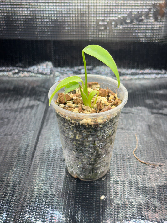 Monstera Burl Marx Flame