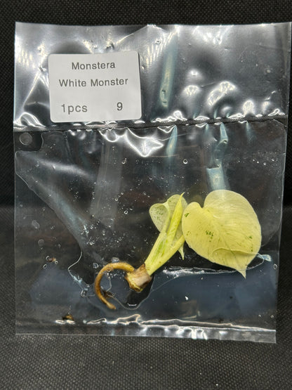 Monstera White Monster TC