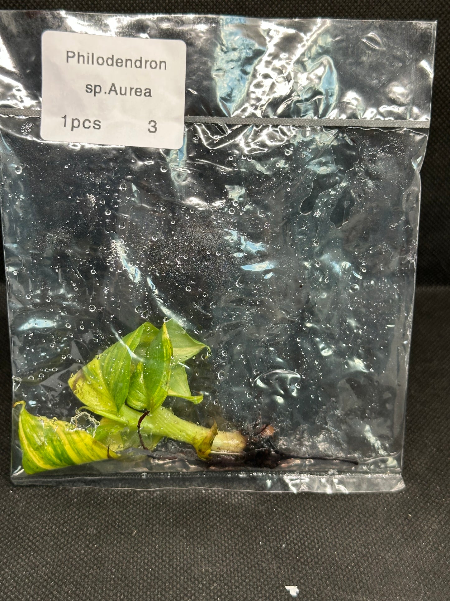 Bananier Musa Aurea TC
