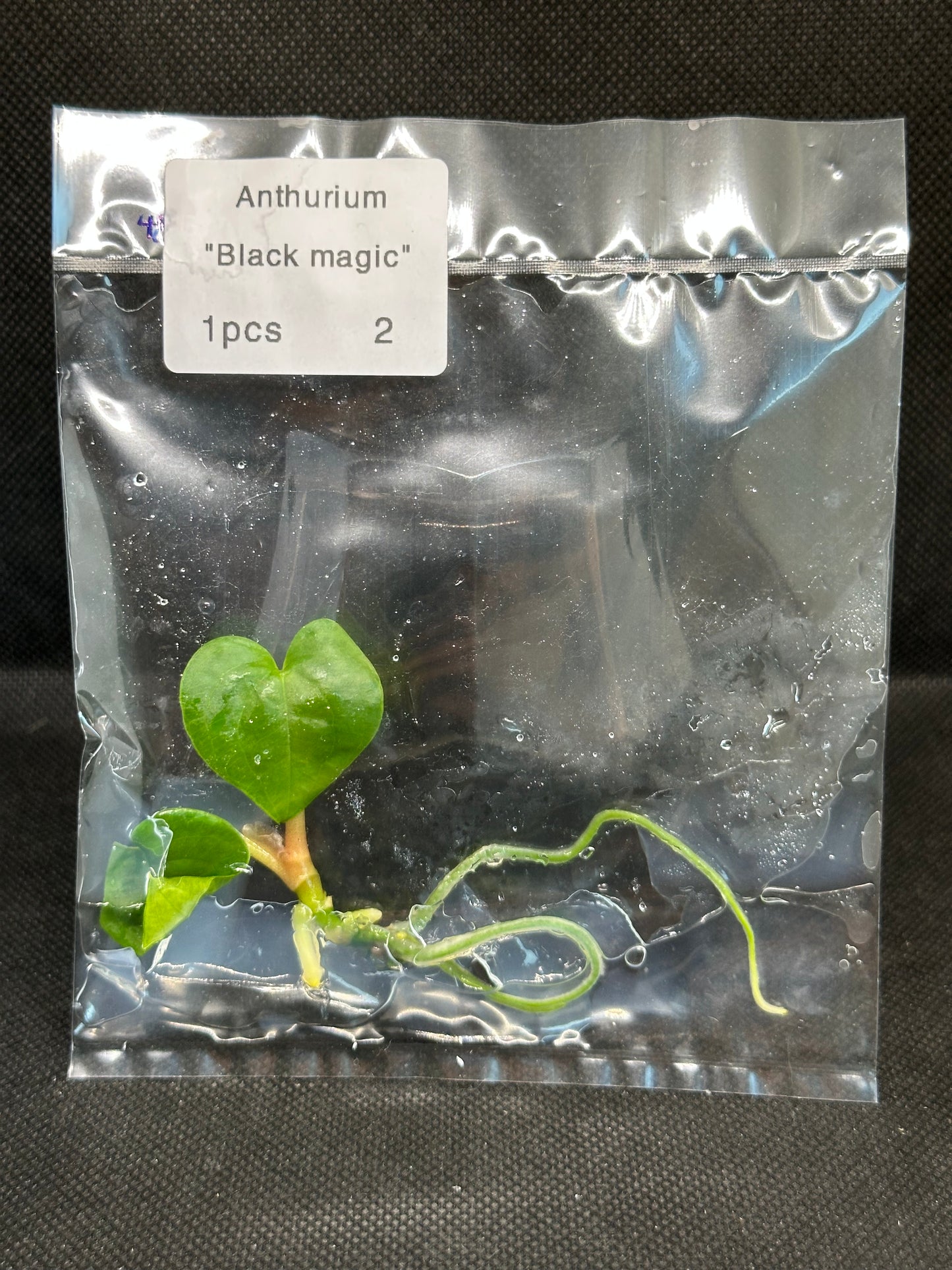 Anthurium Black Magic TC