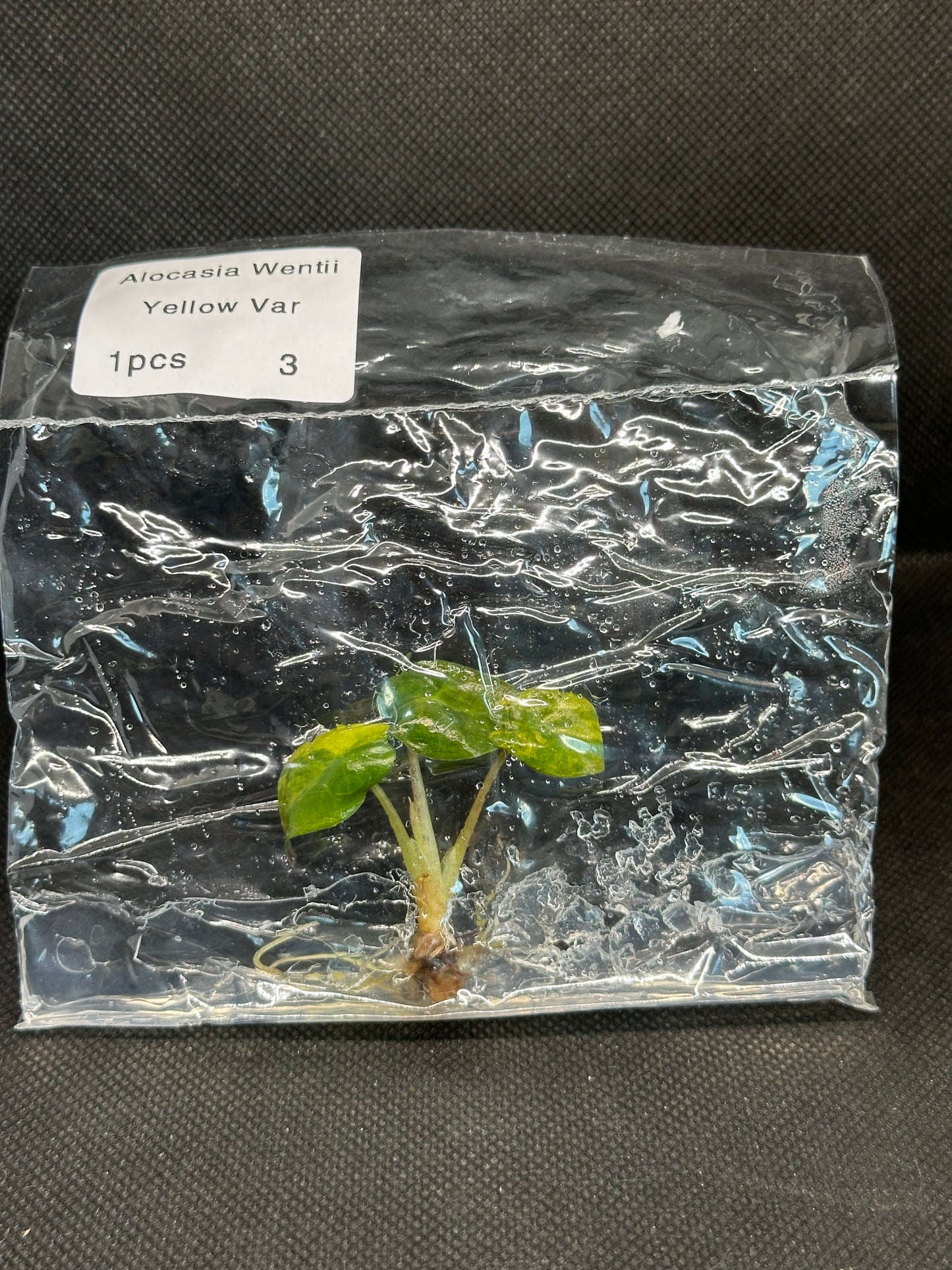 Alocasia Wentii Aurea Variegata TC