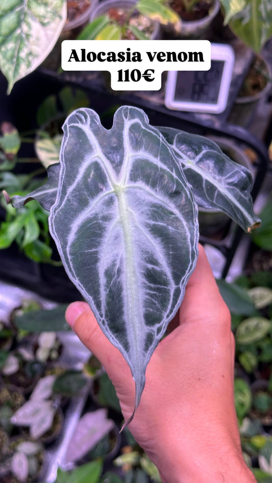 Aocasia Venom