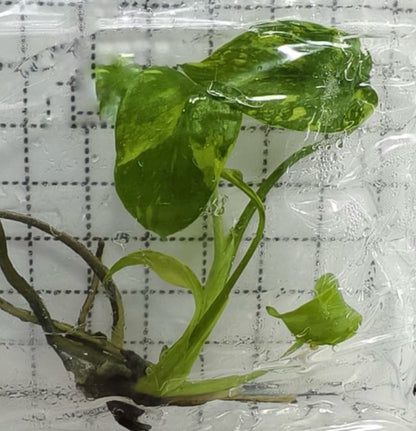 Monstera King Electrolight TC Précommande
