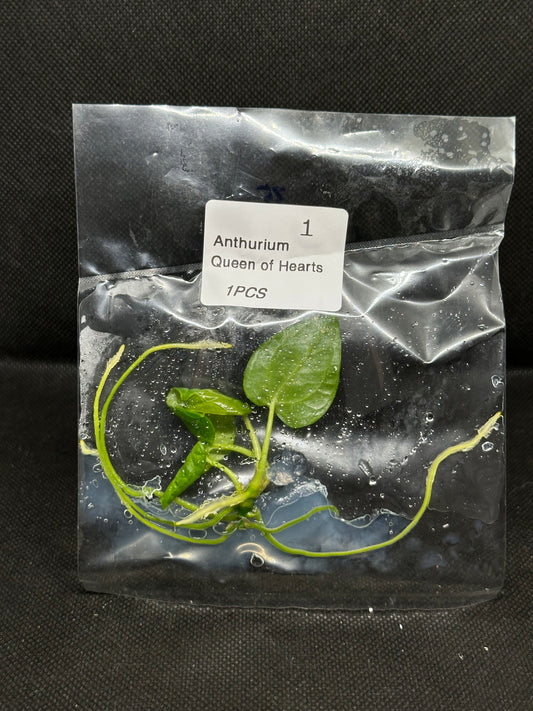 Anthurium Queen of Heart TC