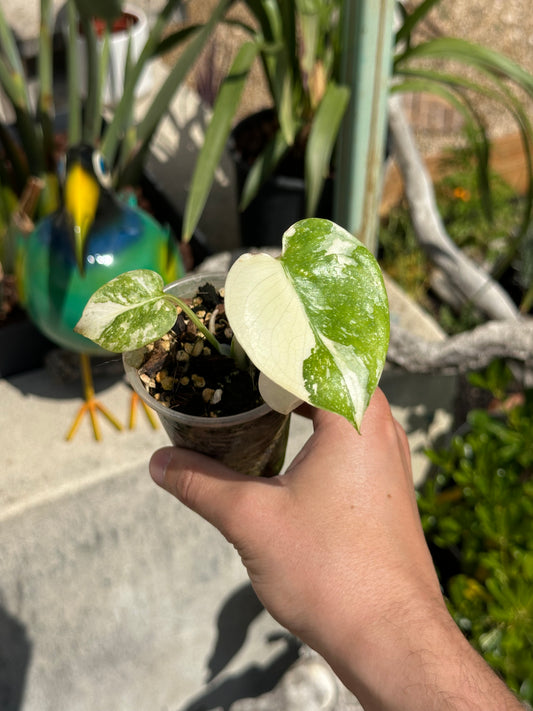 Monstera thaï high var