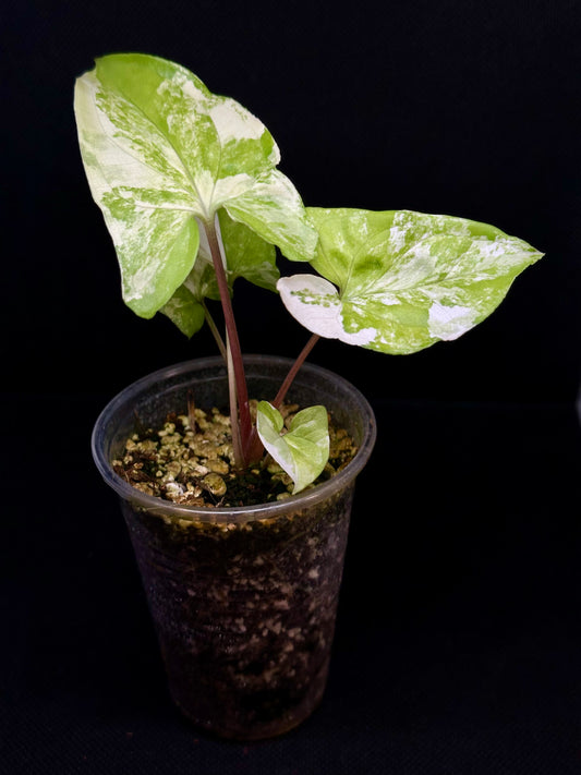 Syngonium Albo Variegata