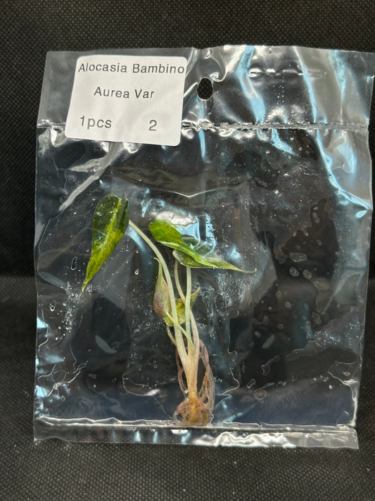 Alocasia Bambino Aurea Variegata TC