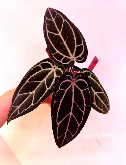 Anthurium Red Velvet Cake.Zara x Blood King