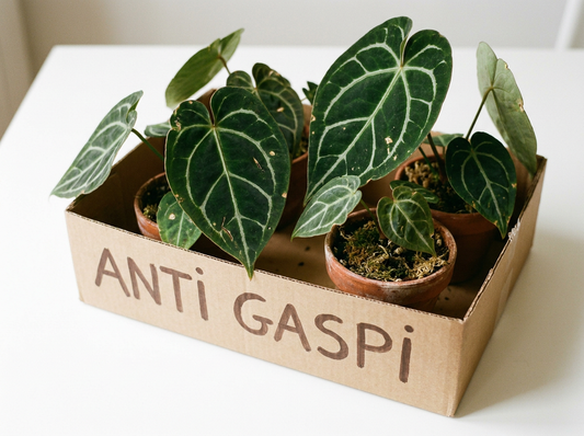 Panier sauvetage Anthurium