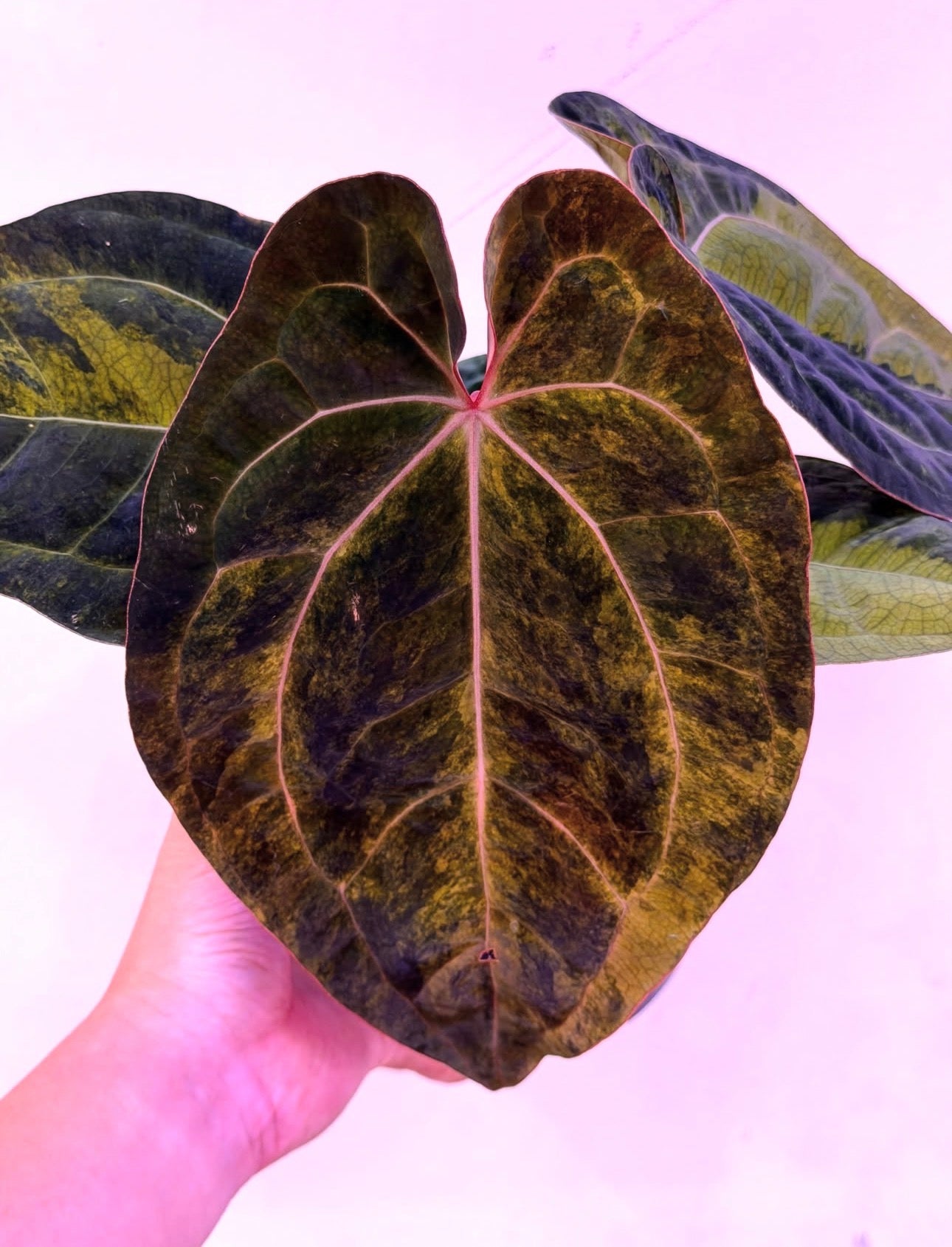Anthurium SKG Pink.AOS x Red Lava
