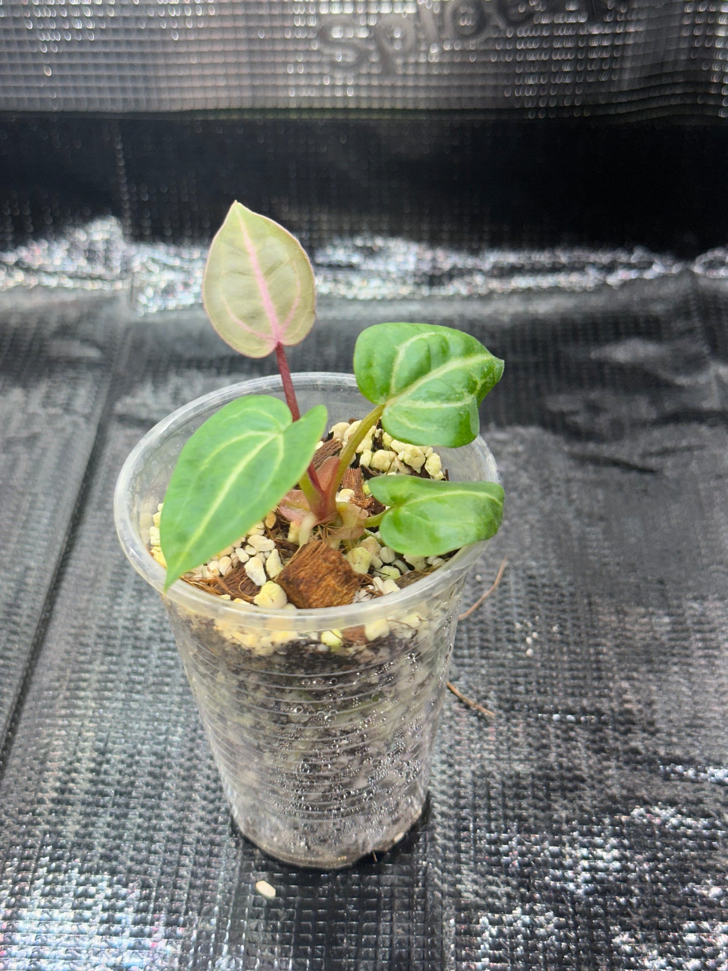 Anthurium Wonderboy X Michelle