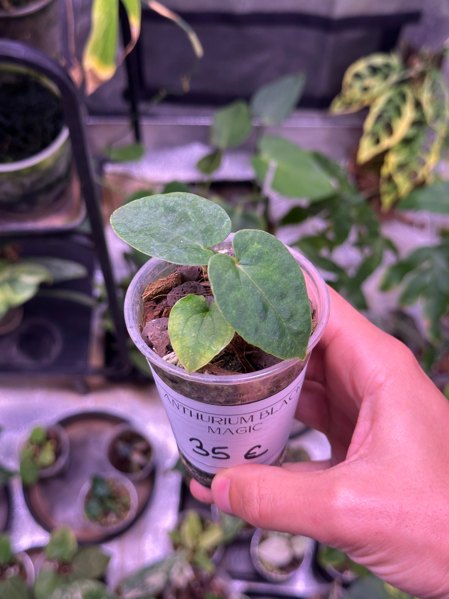 Anthurium black Magic