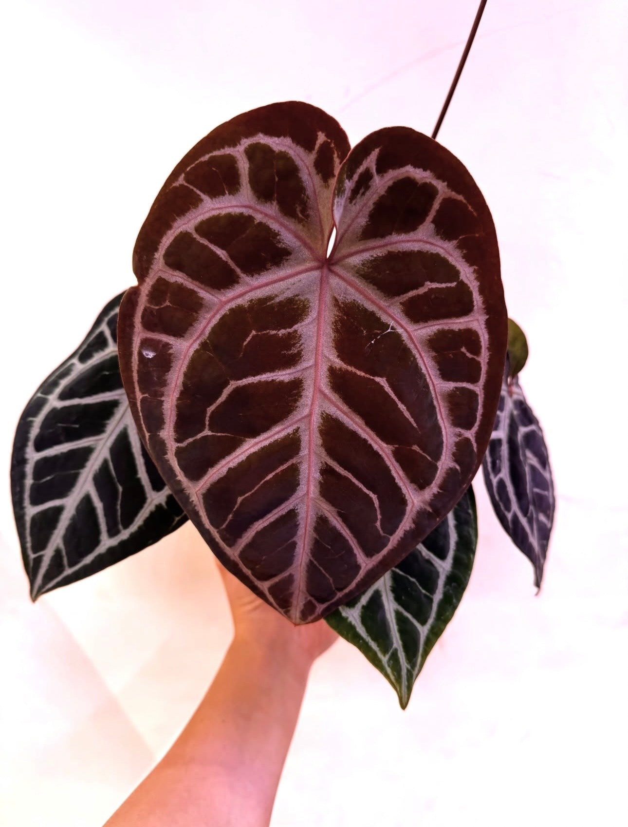 Anthurium Red Tiger x SKG Silver RC