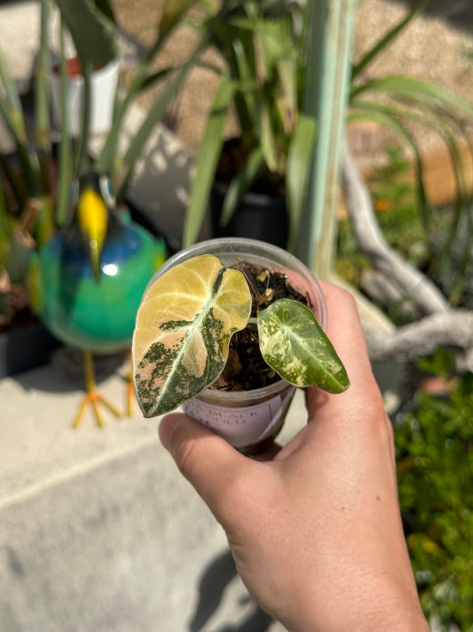 Alocasia Black Velvet Gold Variegata