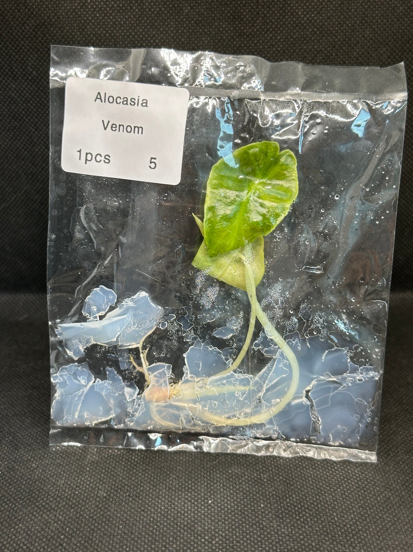Alocasia Venom