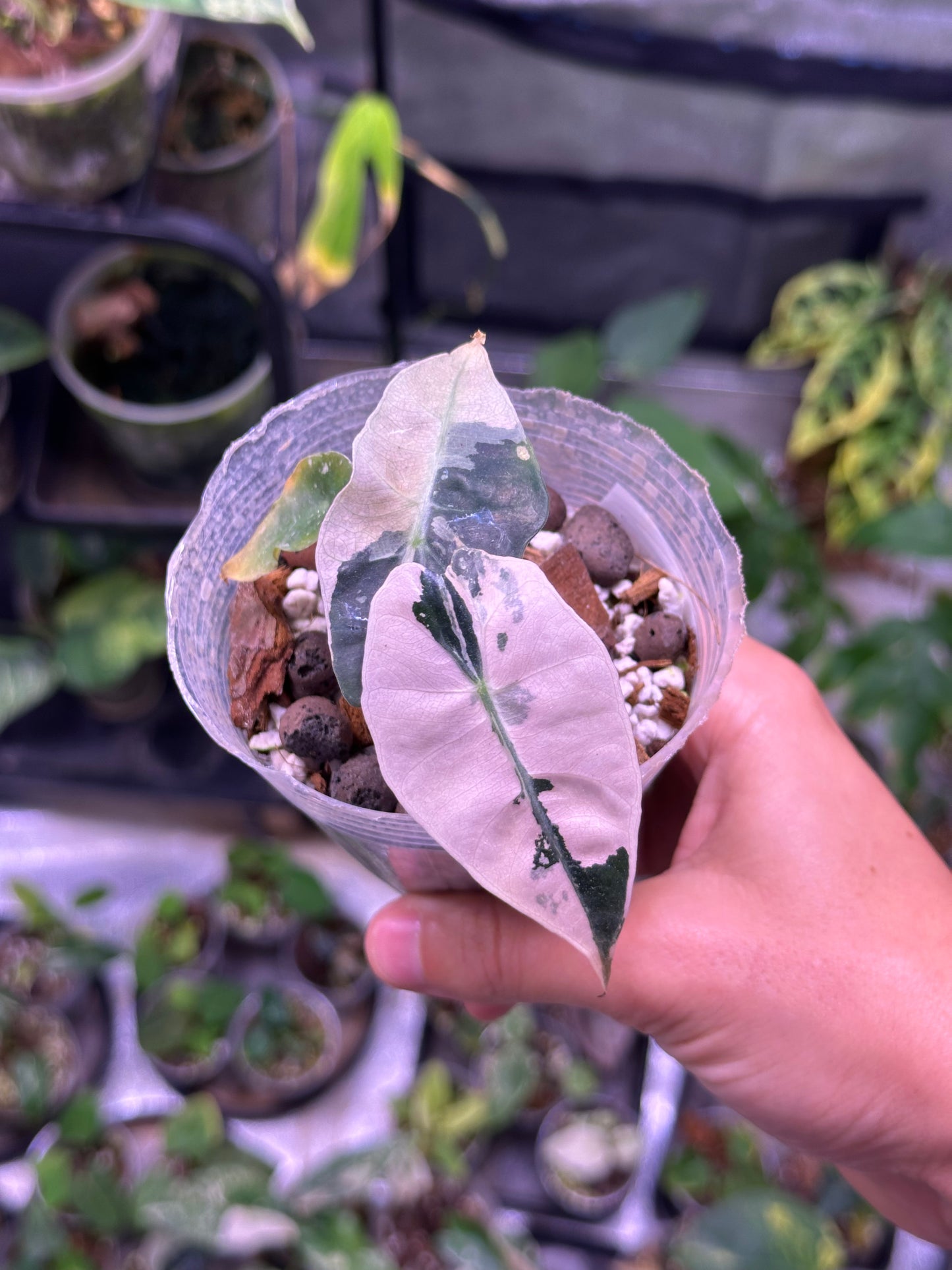 Alocasia polly pink snowflake