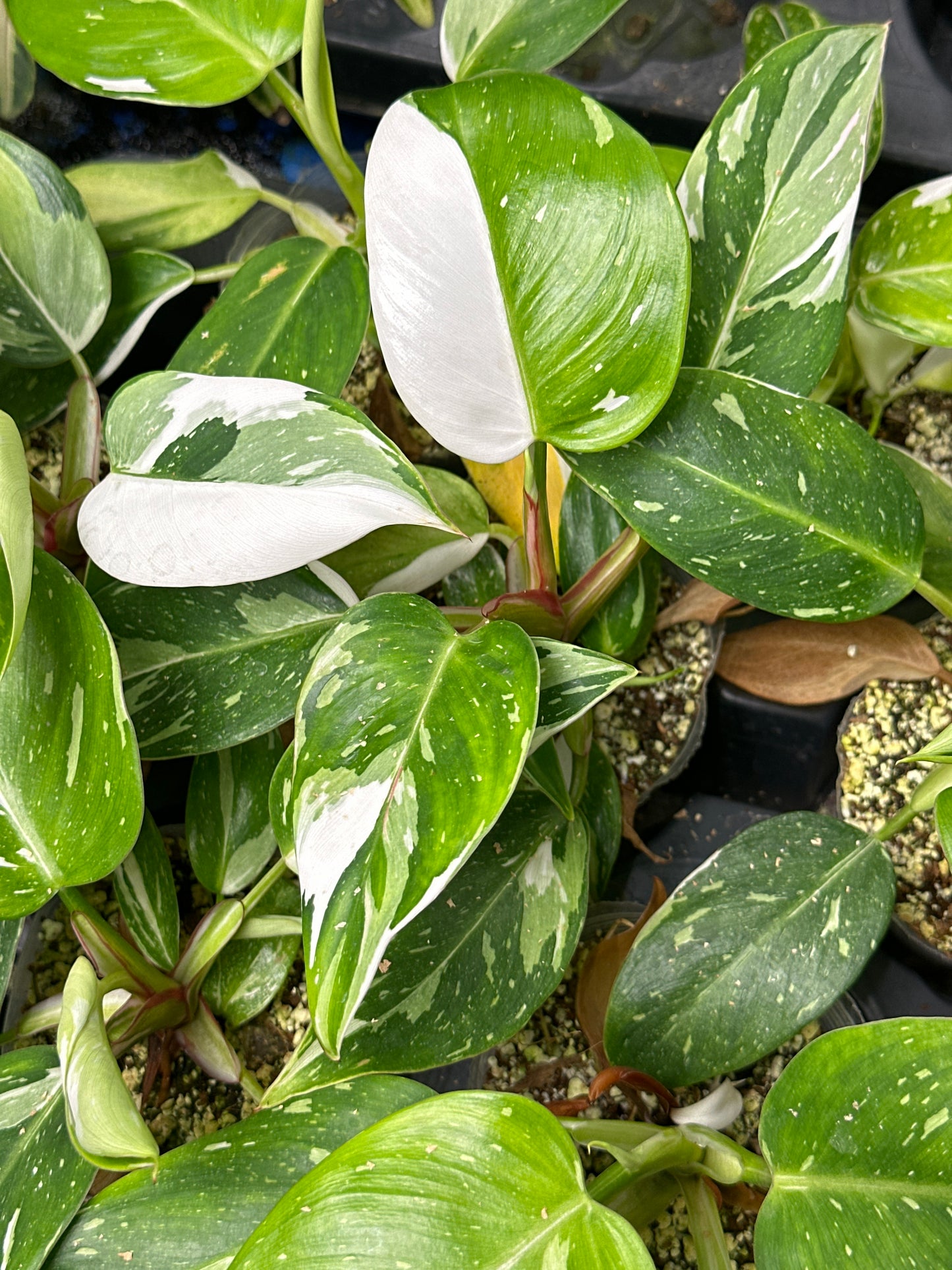 Philodendron White princess