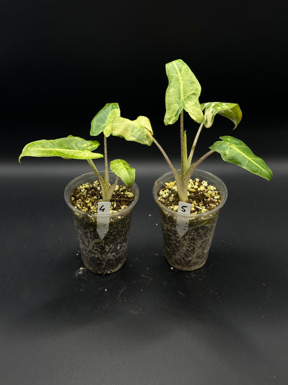 Alocasia Sarian Albo Variegata