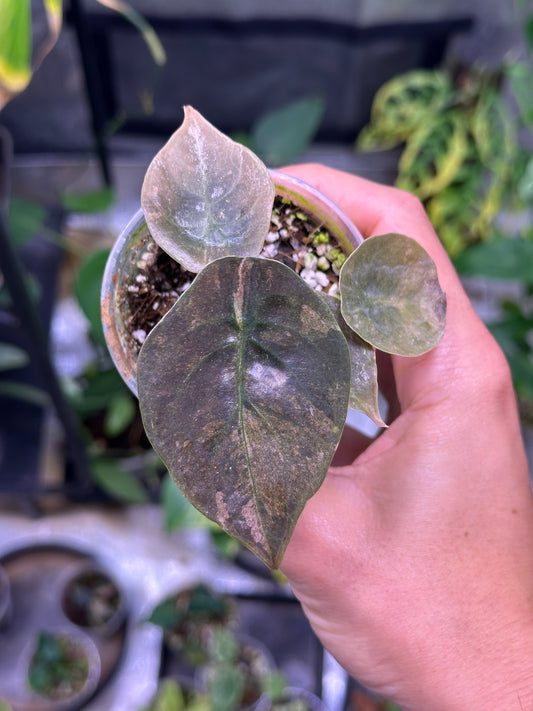 Alocasia cuprea pink variegata
