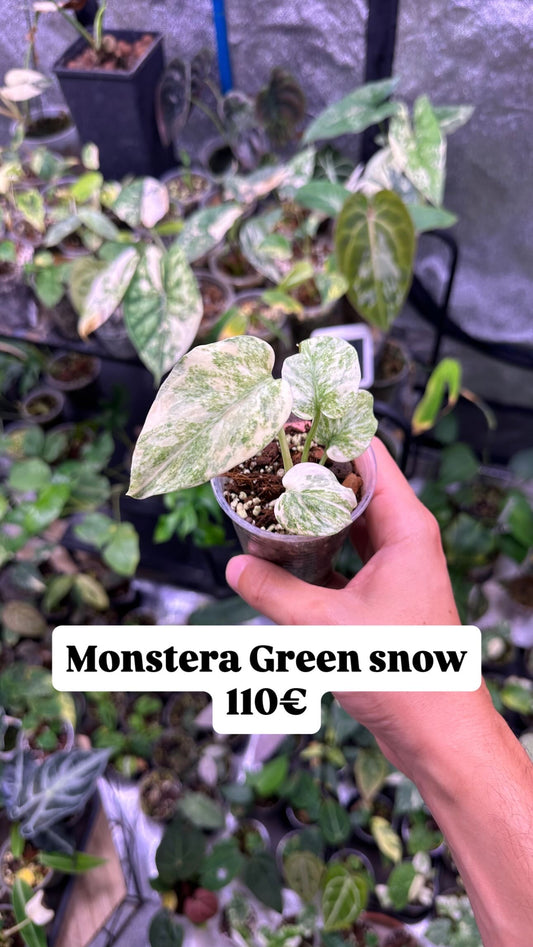 Monstera Green snow