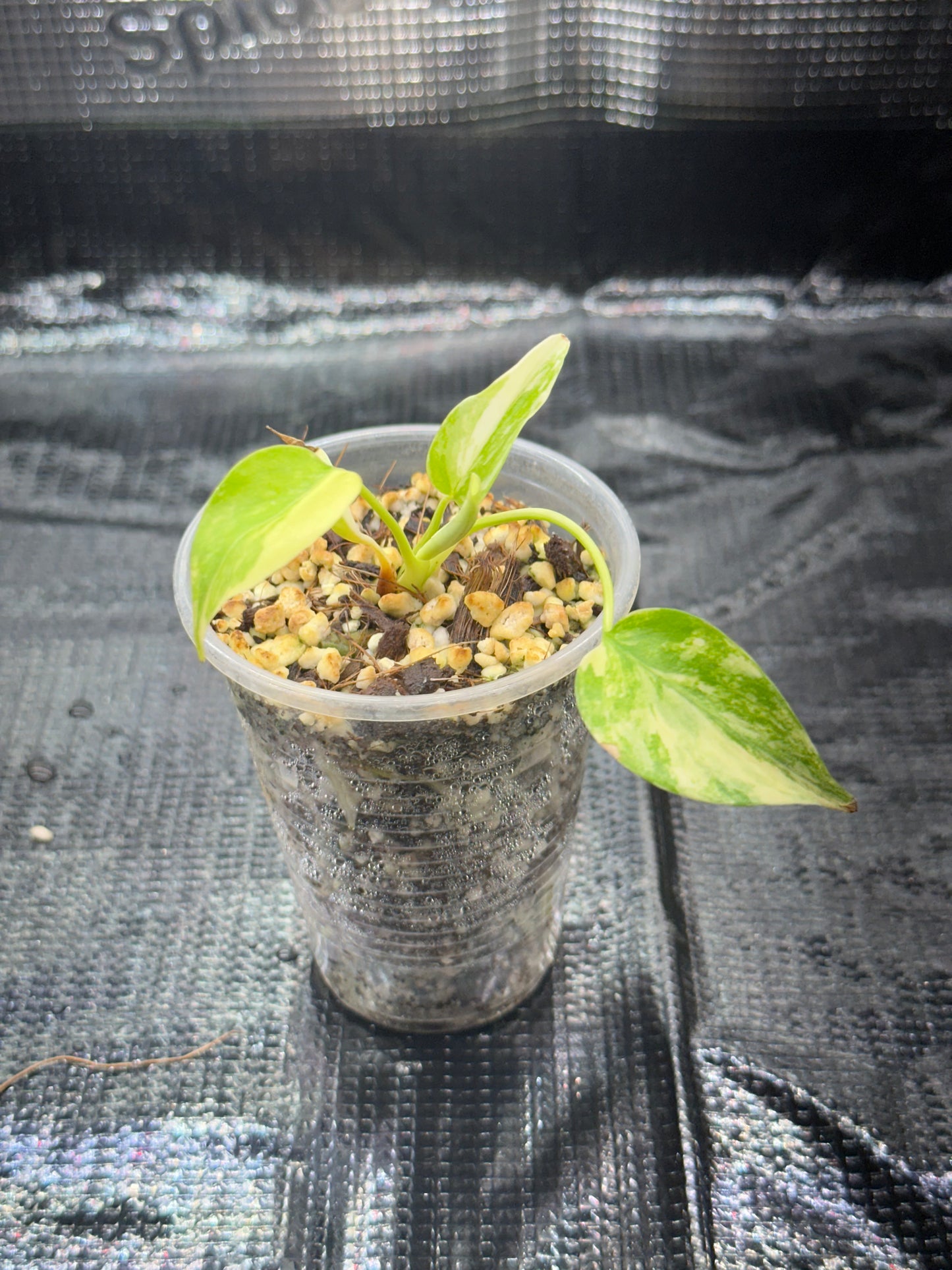 Monstera yellow marilyn