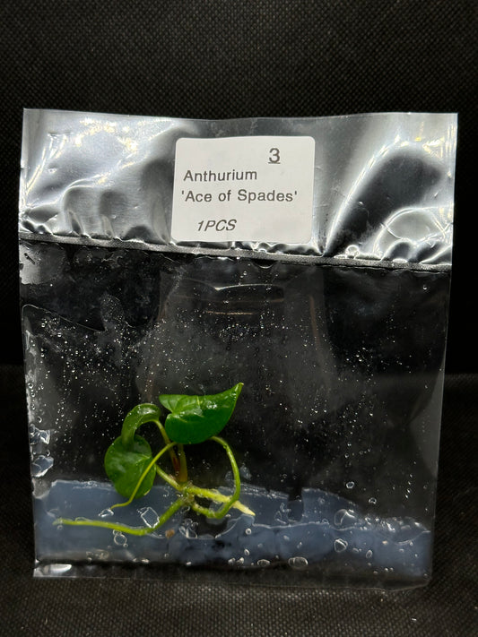 Anthurium Ace of Spades TC