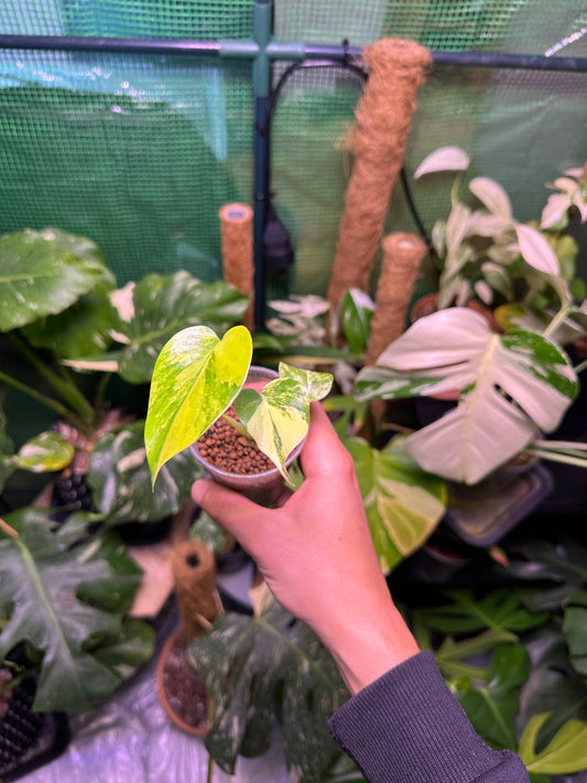 Monstera yellow marilyn