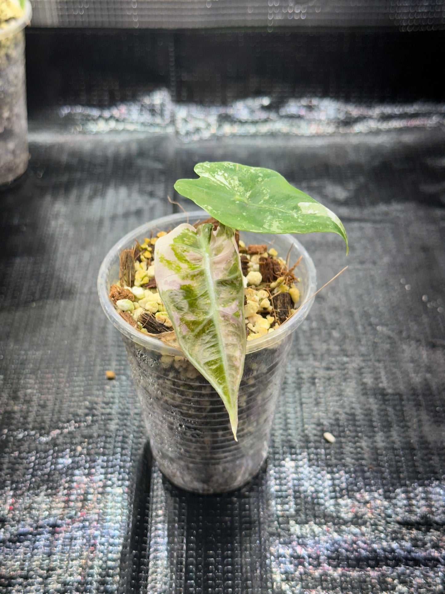 Alocasia polly pink snowflake