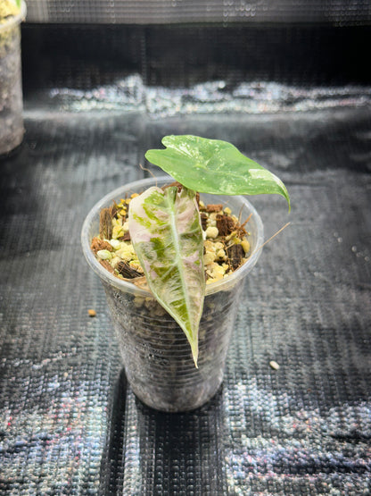 Alocasia polly pink snowflake
