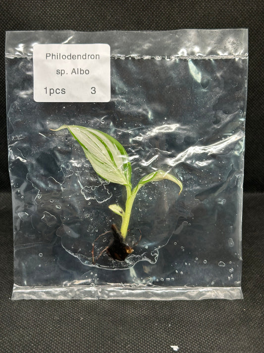 Bananier Musaa Hawaii Variegata TC