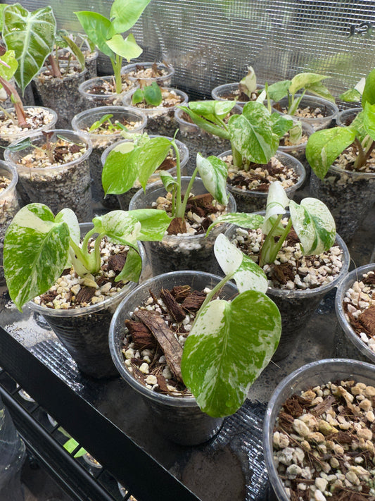 Monstera White monster