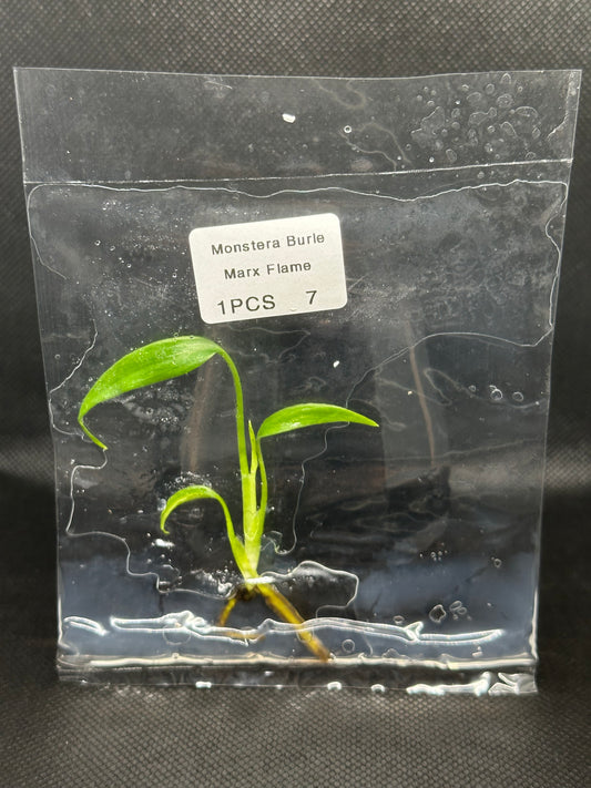 Monstera Burl Marx Flame TC précommande