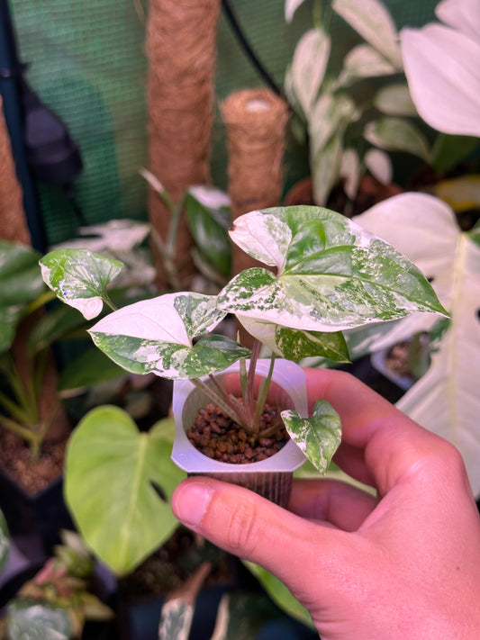 Syngonium Albo Variegata