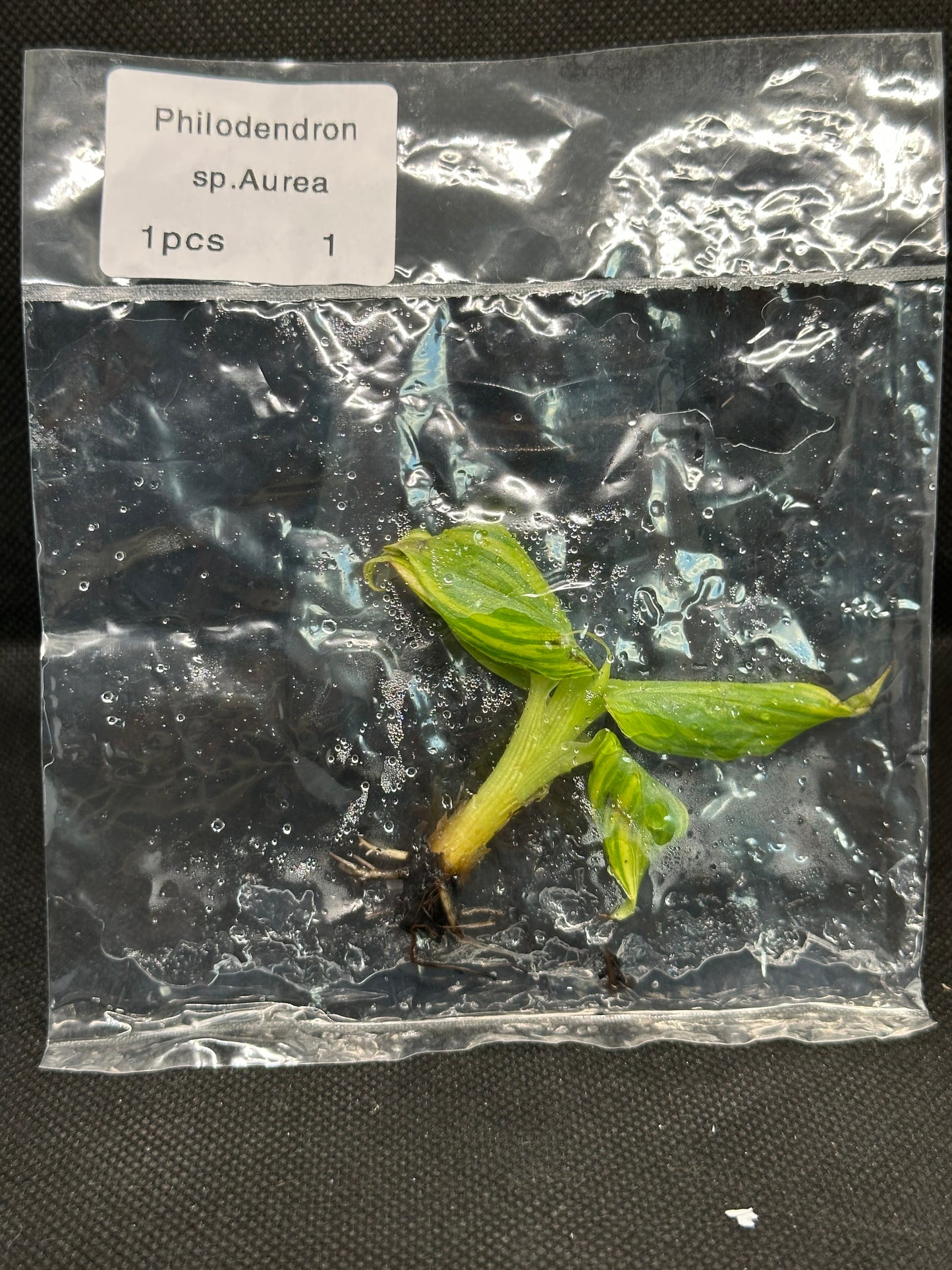 Bananier Musa Aurea TC