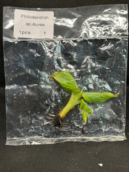 Bananier Musa Aurea TC