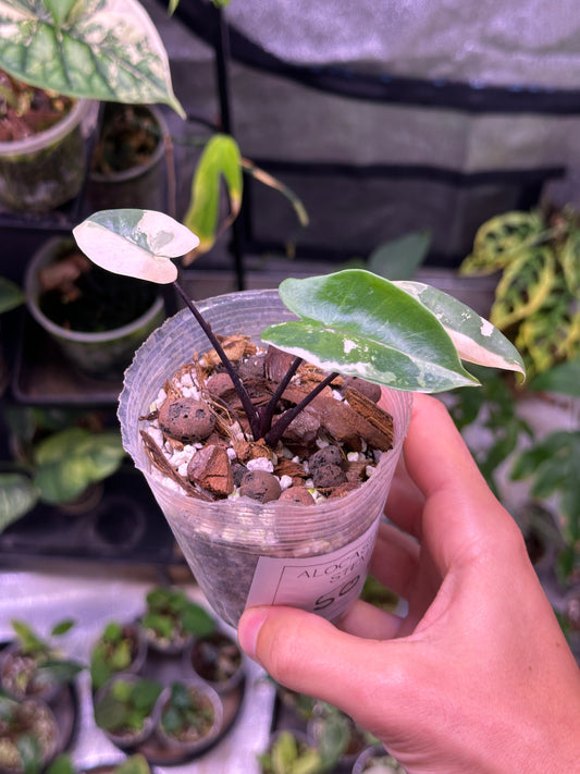 Alocasia black stem variegata