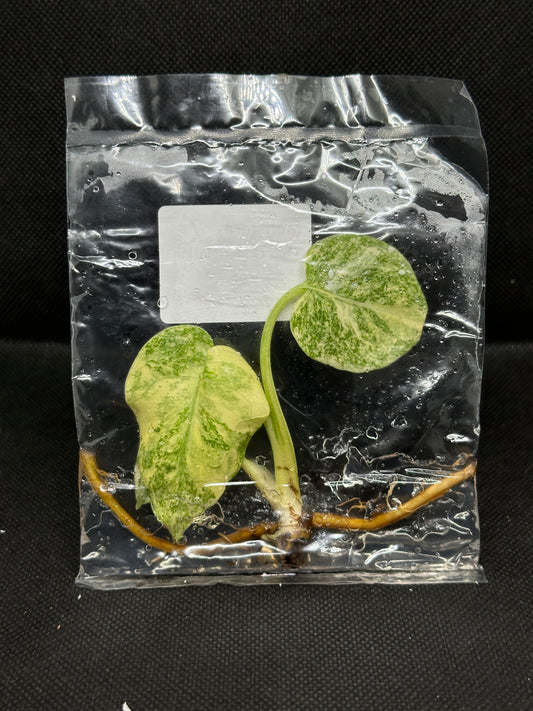 Monstera thaï legacy TC