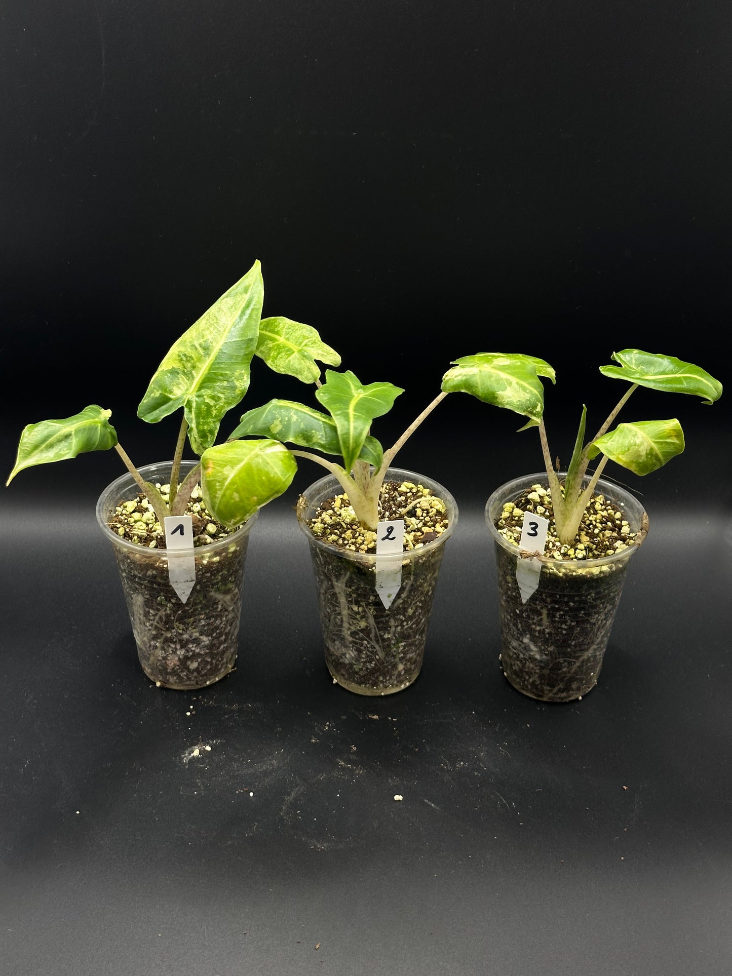 Alocasia Sarian Albo Variegata