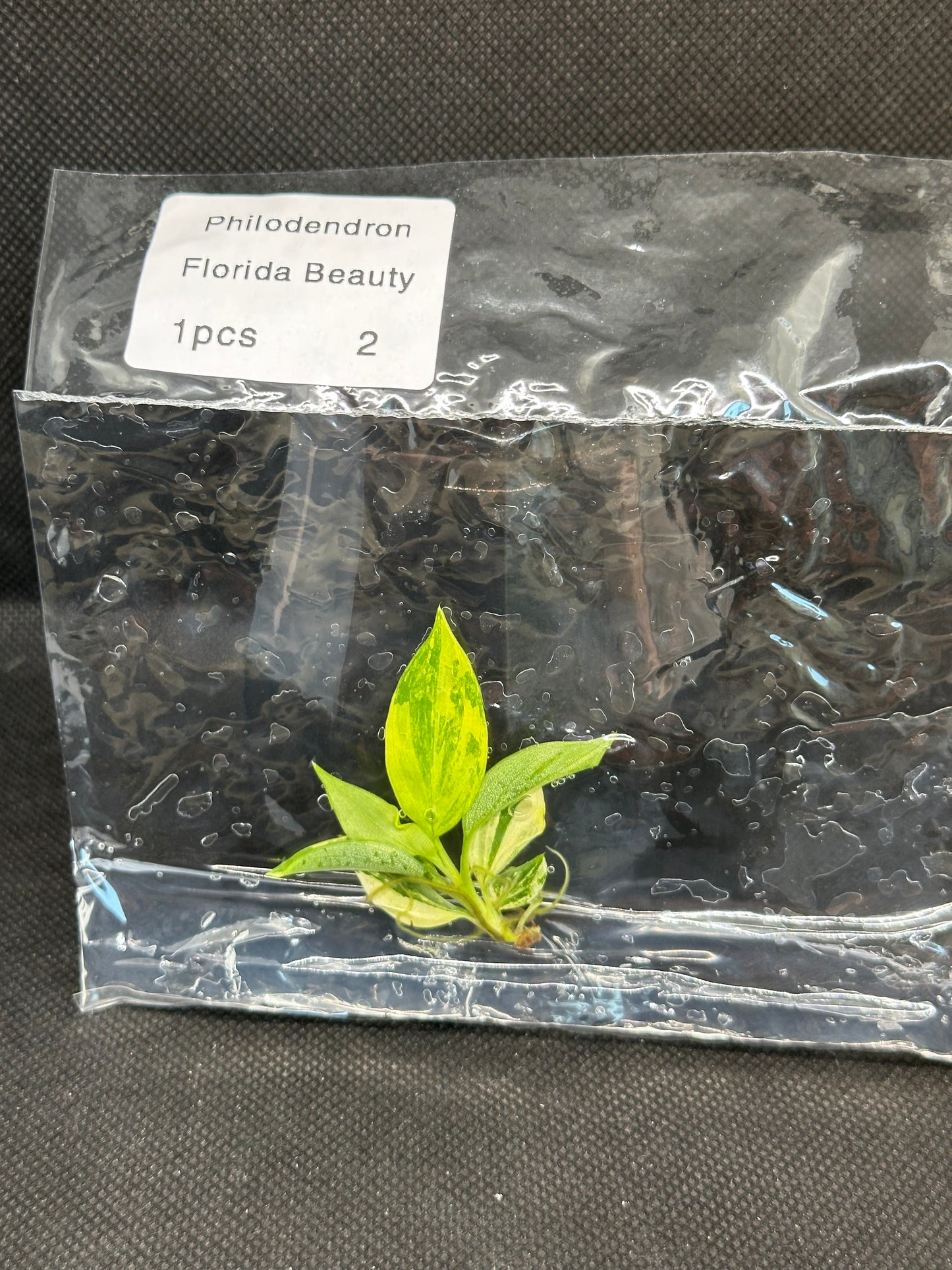Philodendron Florida Beauty Variegata TC
