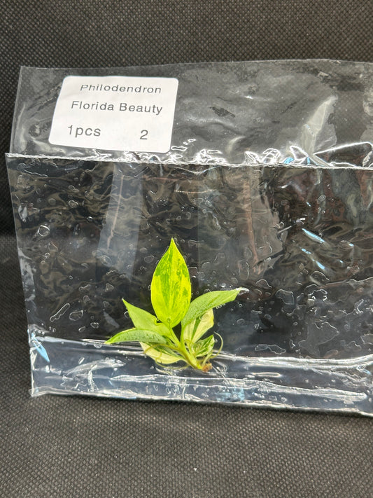 Philodendron Florida Beauty Variegata TC
