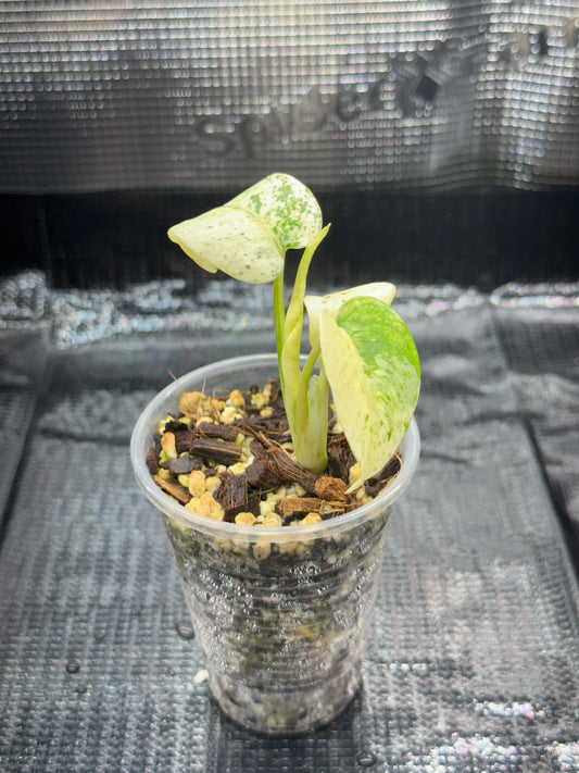 Monstera White monster