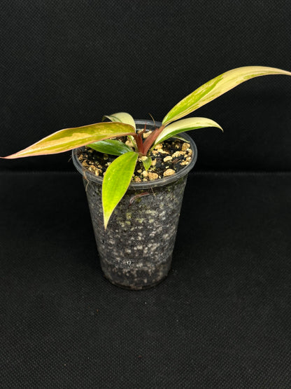 Philodendron caramel marble