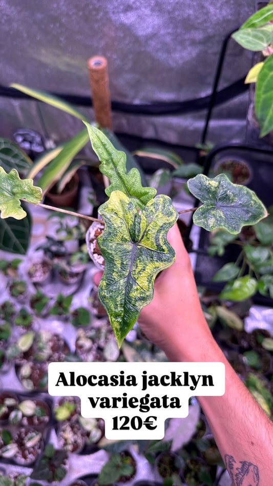 Alocasia Jacklyn Variegata
