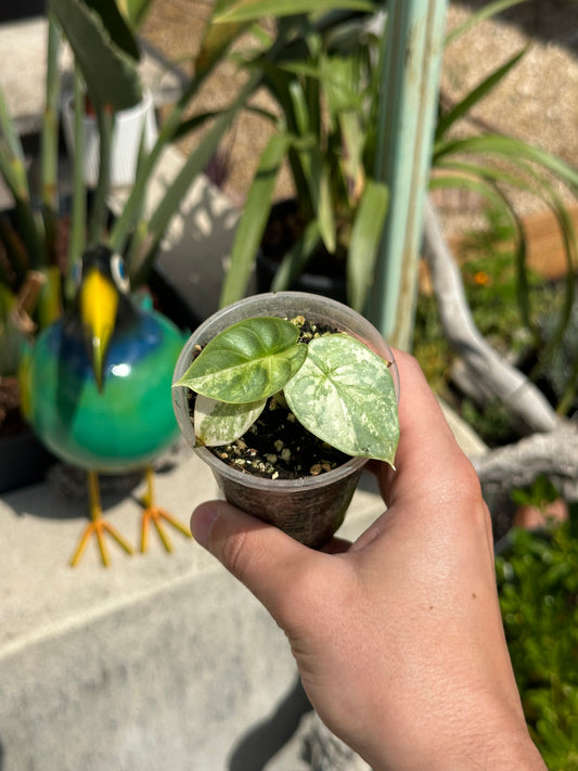 Alocasia Silver dragon aurea variegata