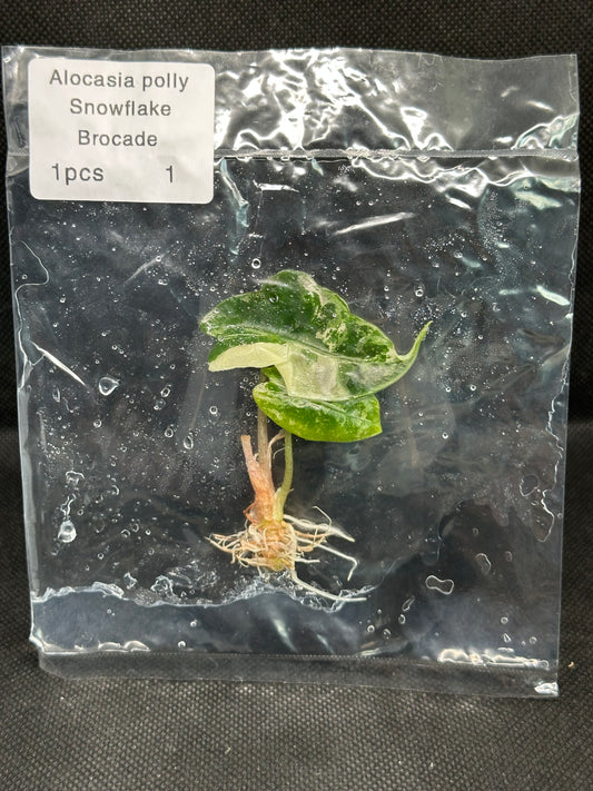 Alocasia Polly Pink High Var (Snowflake) TC