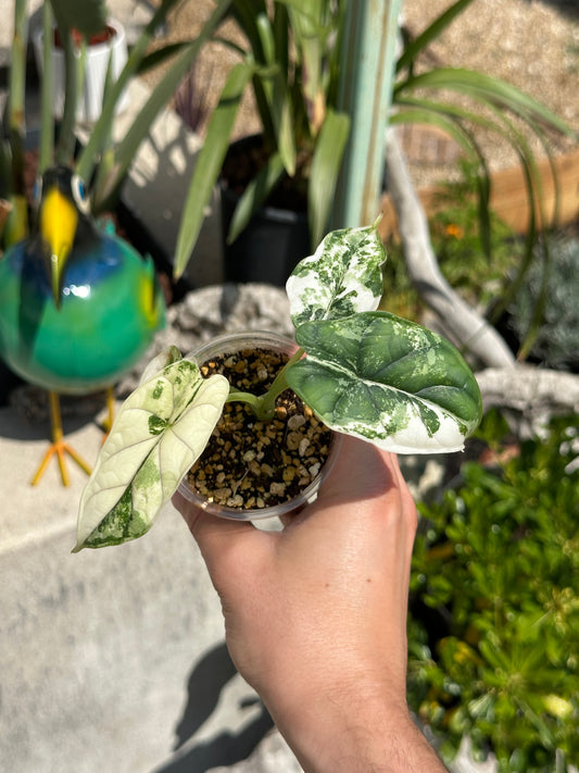 Alocasia dragon scale albo variegata