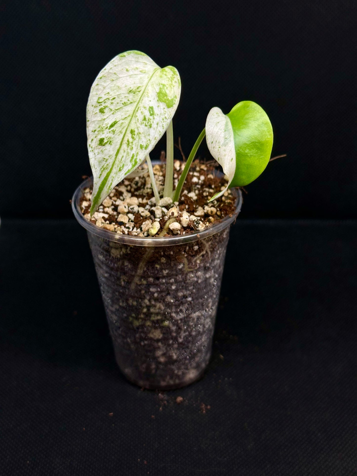 Monstera White Monster