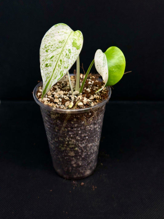 Monstera White Monster