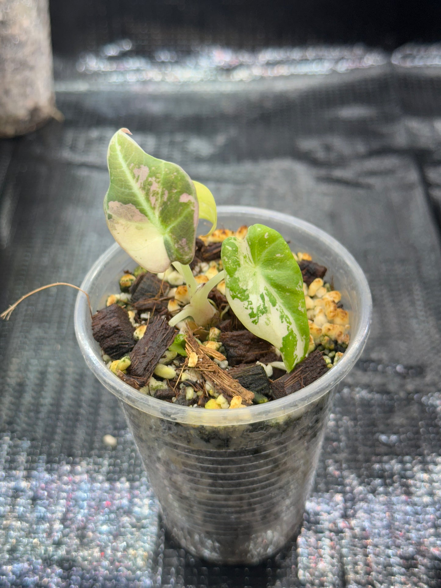 Alocasia Black Velvet Pink Var